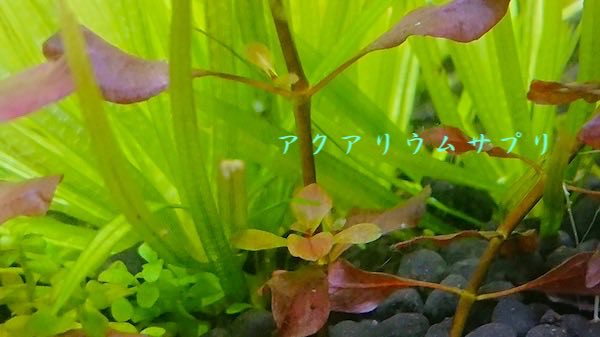 ルドウィジアsp.スーパーレッドの日が当たらない下葉が緑色になる