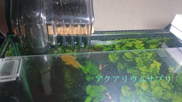 エビが水槽から逃げ出す原因は何?