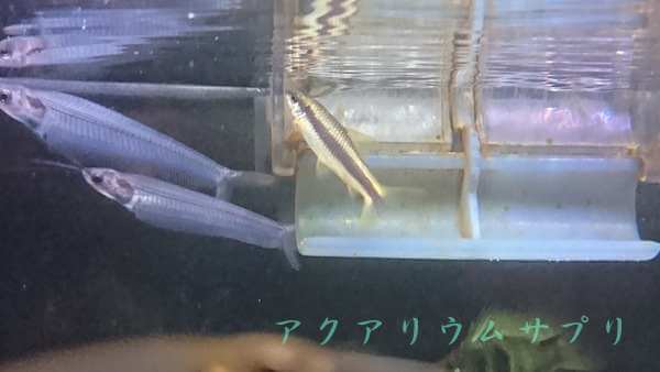 水槽内の器具類に付く苔もキレイに食べるコケ取り生体