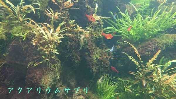 活着レイアウトの水草種とバランス