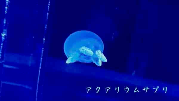 カラージュエリーフィッシュinすみだ水族館