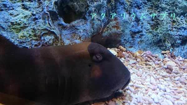 ネコザメinすみだ水族館