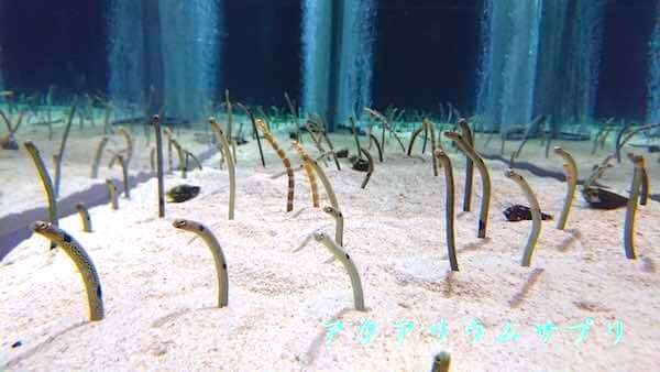 チンアナゴinすみだ水族館