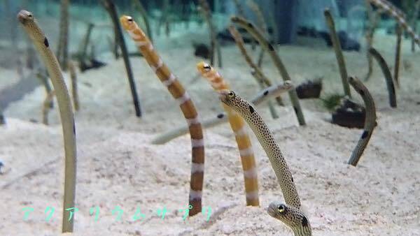 チンアナゴの喧嘩?