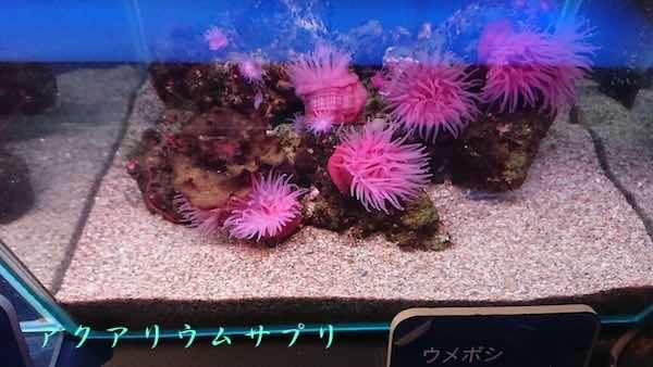 ウメボシイソギンチャクinすみだ水族館