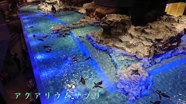 ペンギンゾーンinすみだ水族館