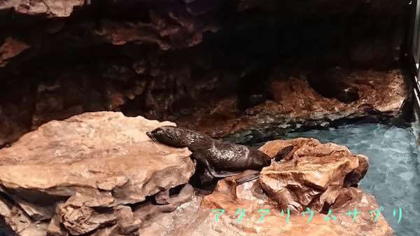 オットセイは休憩中inすみだ水族館