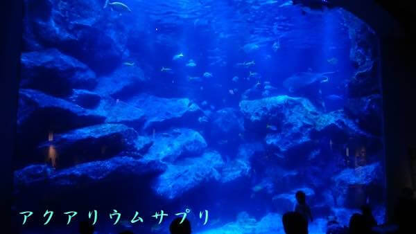 東京大水槽inすみだ水族館