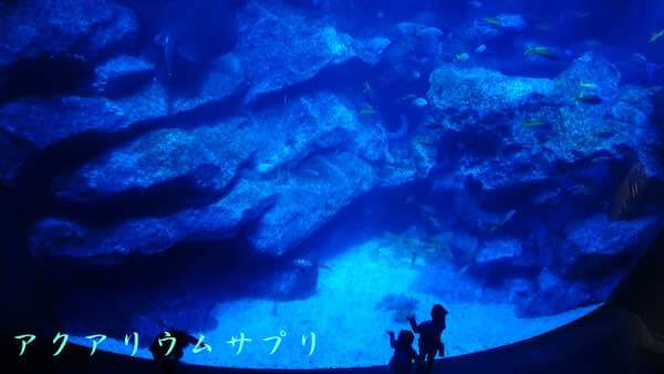 東京大水槽を上から覗き込む