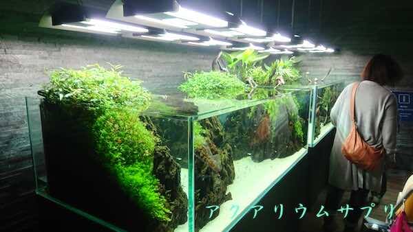 水草ロタラとパールグラス2連水槽
