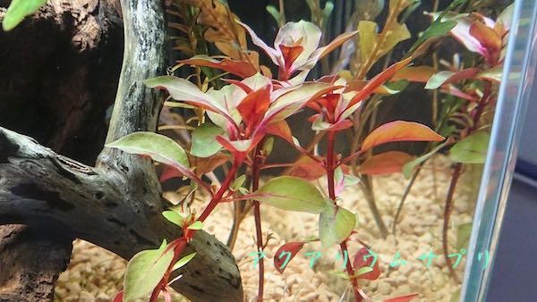 ルドウィジアsp.スーパーレッドの水上葉を植えた状態