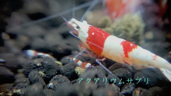 稚エビや他のメスエビは抱卵の舞に無関心