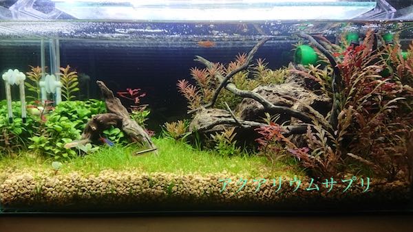 水草水槽アクアリウムって大変なの?