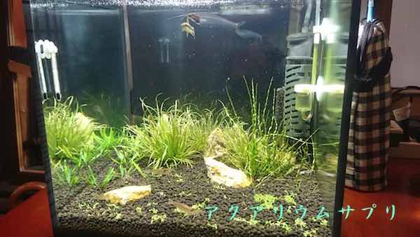 立ち上げ半年後の30キューブ水草水槽の状況