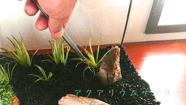 水草をソイルに植える