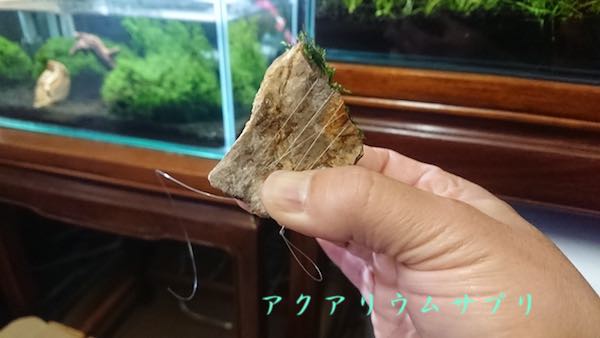 ウィローモスを巻くテグスの縛り方実物写真２