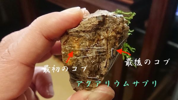 ウィローモスを巻くテグスの縛り方実物写真4