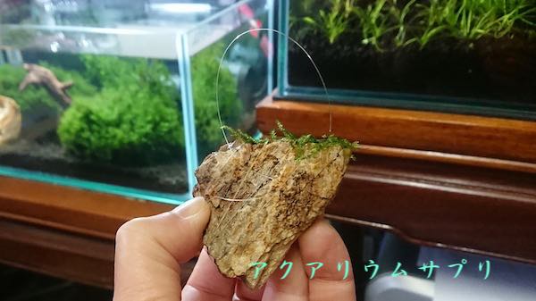 ウィローモスを巻くテグスの縛り方実物写真3