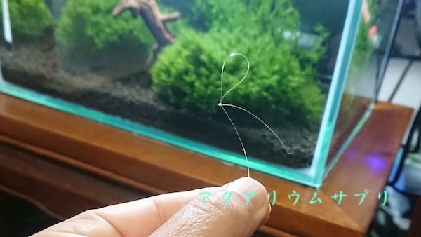 ウィローモスを巻くテグスの縛り方実物写真1