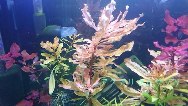 水上葉を水中葉に挿し替えていく