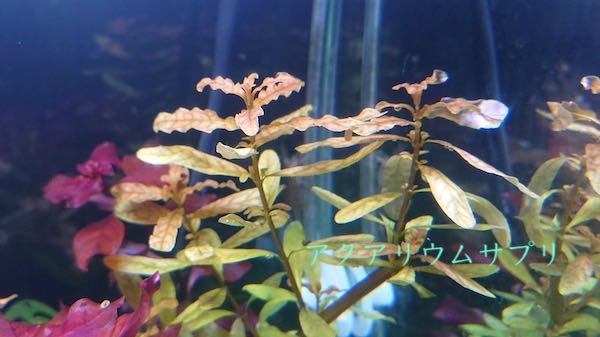 水中葉も茎を細く挿し替える