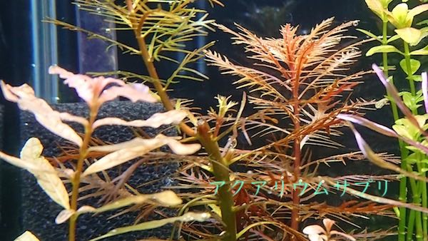 成長の遅い水草も差し戻しで小さくなる