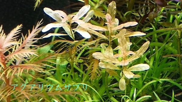 根元近くでトリミング