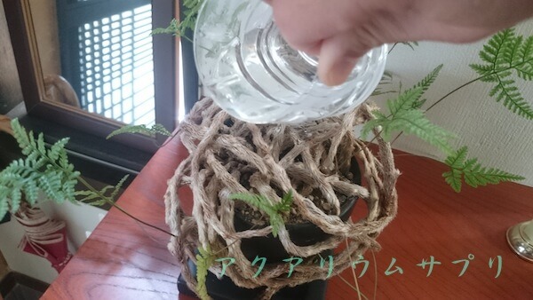 水換えの排水を観葉植物に水やりすると一石二鳥