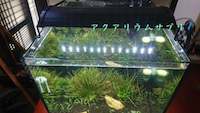 アクロOVAL LED BRIGHTで水草水槽！成長具合から明るさ・色合いまで検証