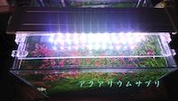 水草水槽におすすめ照明は?LED照明の選び方