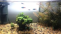 水草アヌビアス・ナナプチを植え替えトリミング