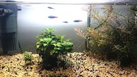 水草アヌビアス・ナナプチを植え替えトリミング