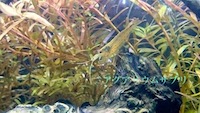 水槽からエビが逃げる!原因を考えて対策しよう