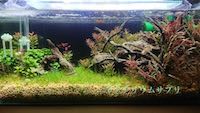 水草水槽アクアリウムって大変なの?